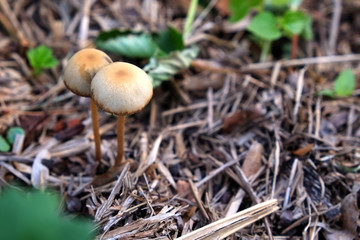 Close up of little mushroom on straw