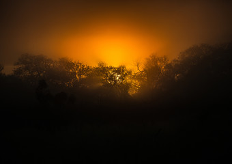 The rising sun over the Hlane-Royal National Park, Swaziland