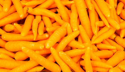 organic food carrot. background