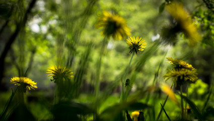 Obraz premium Yellow dandelions close-up. Spring sunny background, wallpapers.