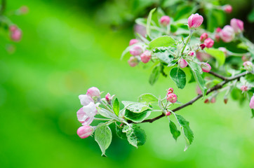 A branch of blossoming Apple trees in springtime, close-up