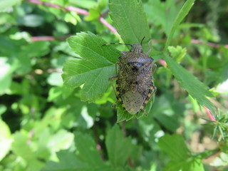 Cimice