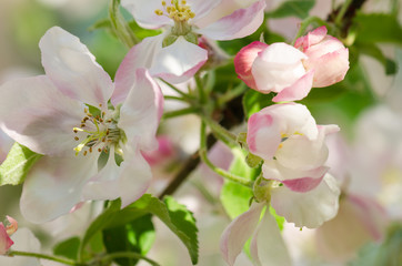 Branch of blossoming apple-tree, close-up