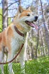 Akita inu