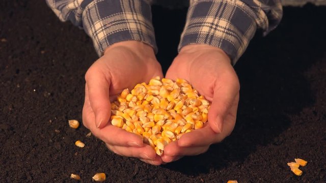 Handful of harvested corn seed, caucasian female farmer holding pile of maize grains over soil background
