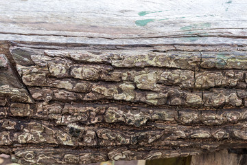 Natural organic wood background texture. Wood pattern.
