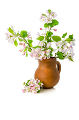 Branch of blossoming apple-tree in clay pitcher on white background, close-up