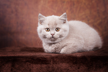 Britisch Kurzhaar Katzenkind vor braunem Hintergrund