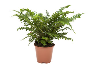 fern
