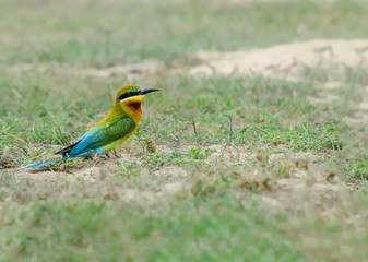  Blue-tailed Bee-eater