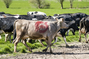 Cow with the danish ecology quality stamp