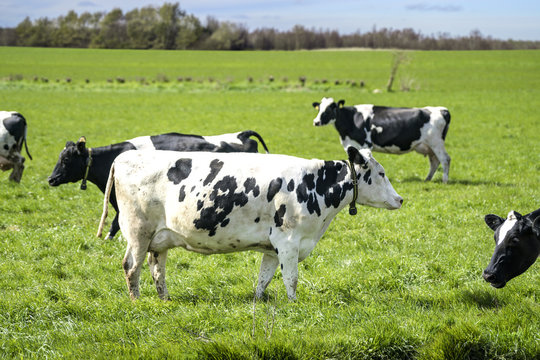 White cow with black spots