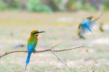  Blue-tailed Bee-eater Fly 