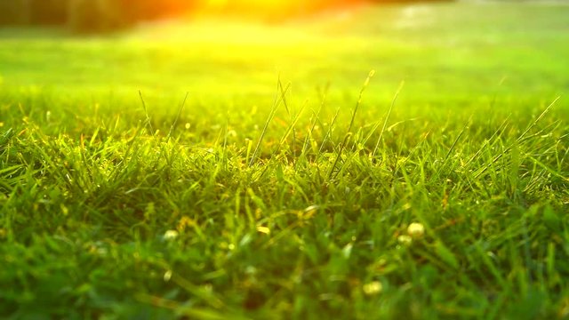 Nature grass background. Green grass in spring park with sun flares backdrop. 4K UHD video 3840X2160