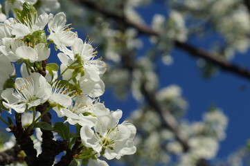 White delicate plum blossoms bloom in spring in sunny weather. Flowering plum.