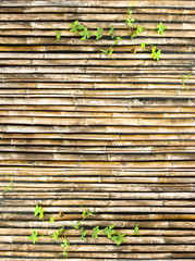 bamboo wall