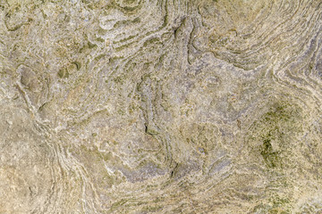 Fototapeta na wymiar shellbearing limestone closeup