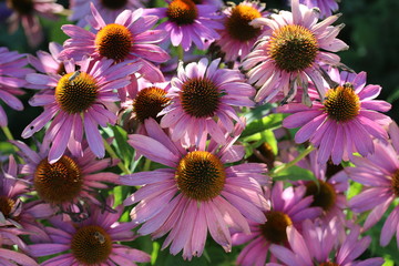 Obraz premium Roter Sonnenhut (Echinacea purpurea)