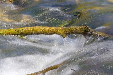 bough and flowing water