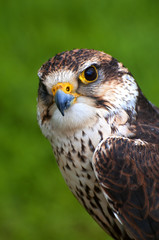 falcon