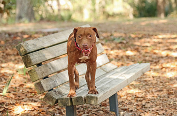 dog on park bench