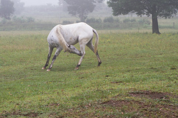 Obraz na płótnie Canvas itching horse in mist