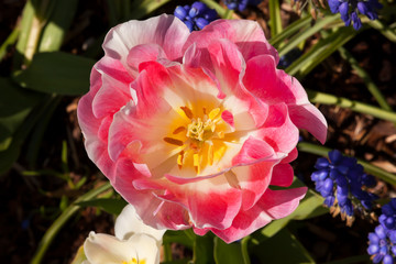 Obraz na płótnie Canvas Pink Frilly Tulip Flower Skagit Valley Washington State