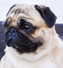 pug. Dog pug. Close up face of Cute pug