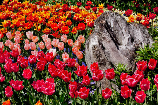 Colorful Tulips Flowers Wood Skagit Valley Washington State