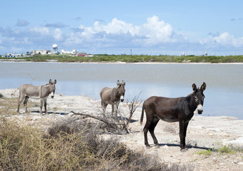 Obraz na płótnie Canvas Three Wild Donkeys