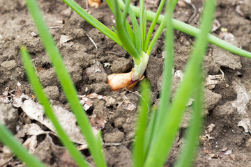 Onion bed growing on black ground garden bed in spring season organic home garden in countryside