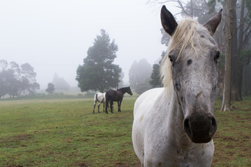 horses in Natal Midlands