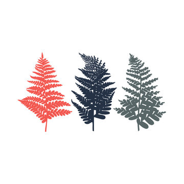Fern. Set of leaves in red, blue and gray colors. Vector illustration.