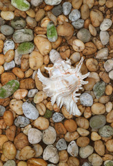 Vertical Image of Natural Branched Murex Shell on the Pebble Stone Ground