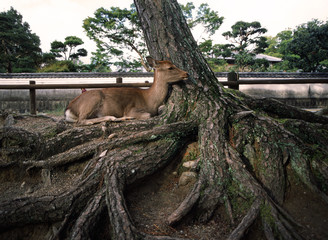 Deer resting on tree roots in Nara, Japan