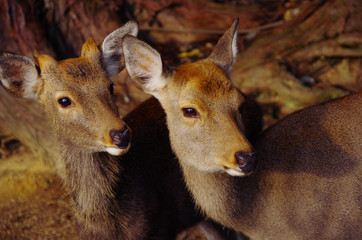 two cute deers looking at the same direction
