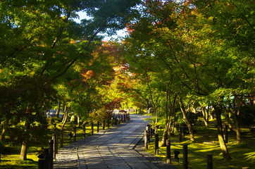 Curved Pathway with Colorful and beautiful trees on both sides in the Eikando Temple, Kyoto