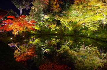 Foliage of tree at night with reflection from the pool creating a beautiful mirror image in Kodai-ji (Kodaiji Temple), Kyoto