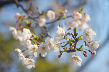Close up of white Sakura