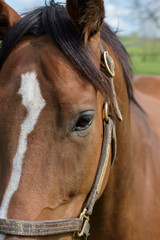 Kentucky Thoroughbred Horse in Bluegrass Field