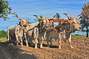 Oxen that pull the plow in the countryside of Emilia Romagna, Italy