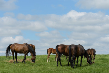 Naklejka na ściany i meble Kentucky Thoroughbred Horse in Bluegrass Field