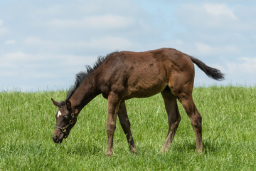 Naklejka na ściany i meble Kentucky Thoroughbred foal in Bluegrass Field