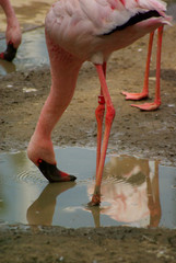 Flamingo drinking water with reflection in water