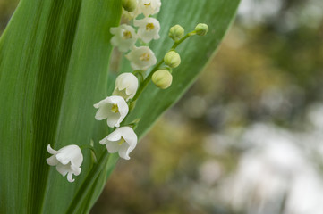 muguet porte bonheur