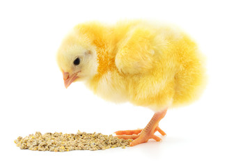 Baby chicken having a meal