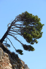 pinje, landsbygd,  klippa, hav, medelhavet, karpathos, grekland
