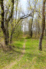 Footpath in spring green forest