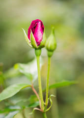 Red rose buds