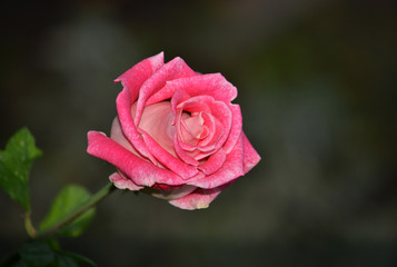 Pink rose